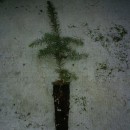 Świerk serbski Picea omorica - sadzonka